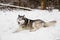 Cute huski is laying on snow