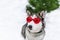 Cute huskies dog with red glasses on the eyes.