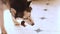 Cute husky dog is eating a bone at home on the tile floor.