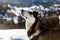 Cute husky dog hiking around the mountain