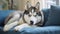 Cute Husky dog lying on floor generated by AI tool.