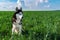 Cute Husky Dog on natural landscape. Portrait beautiful Siberian husky sitting on green grass against sunny sky with clouds.