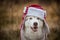 Cute husky dog is in warm cap with ear flaps. Close-up portrait. Funny dog breed siberian husky in the red hat