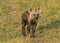 Cute hyena cub