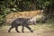 Cute hyena cub walking in Masai Mara in Kenya