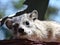 Cute hyrax in Africa face close-up