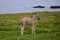 Cute Icelandic dun foal looking into the camera