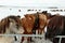 Cute icelandic horses in snowy weather