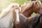 Cute Icelandic Horses in summer time ,Iceland.