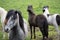 Cute Icelandic Horses in summer time ,Iceland.