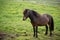 Cute Icelandic Horses in summer time ,Iceland.