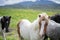 Cute Icelandic Horses in summer time ,Iceland.