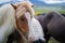 Cute Icelandic Horses in summer time ,Iceland.