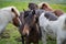 Cute Icelandic Horses in summer time ,Iceland.