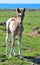 Cute Icelandic pinto foal.