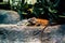 Cute iguanas lying on rock in enclosure. Large herbivorous lizards resting on cliff