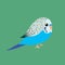 Cute illustration af a blue budgie