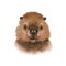 Cute illustration of a cartoon realistic beaver`s head