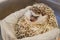 Cute image of hedgehog Four-toed hedgehog