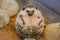 Cute image of hedgehog Four-toed hedgehog