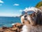 Cute image of a Shih Tzu dog wearing sunglasses at beach