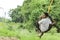 Cute indian child playing on swing made by tyre and rope on tree at green field