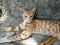 Cute Indian Domestic Brown kitty resting on the floor