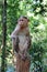 A cute Indian Macaque monkey sits on a tree stump in the jungle. Bhagwan Mahavir Wildlife Sanctuary. GOA, India