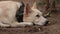 Cute indian white dog sitting on sand, looking at the camera with a unique smile.