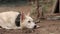 Cute indian white dog sitting on sand, looking at the camera with a unique smile.