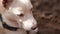 Cute indian white dog sitting on sand, looking at the camera with a unique smile.