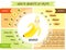 Cute infographic page of Health Benefits of fruits