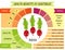 Cute infographic page of Health Benefits of vegetables