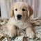 cute innocent Golden retriever baby silly lying notes generative AI