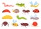 Cute insects set, colorful funny insects, grasshopper dragonfly worm spider fly ladybug