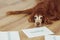 Cute Irish Setter dog laying on the floor with different words printed on paper on it