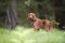 Cute Irish Setter puppy standing in forest and waiting to start with his hunting abilities