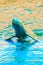 Cute Irrawaddy dolphin (Orcaella brevirostris) is floating in th