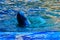 Cute Irrawaddy dolphin (Orcaella brevirostris) is floating in th