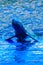 Cute Irrawaddy dolphin (Orcaella brevirostris) is floating in th