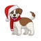 Cute Jack Russel Puppy of Christmas