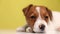 cute jack russel puppy dog on yellow background