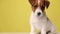 cute jack russel puppy dog on yellow background