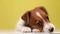 cute jack russel puppy dog on yellow background