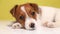 cute jack russel puppy dog on yellow background