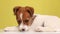 cute jack russel puppy dog on yellow background