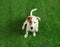 Cute Jack Russel Terrier on grass, top view. Lovely dog