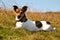 Cute Jack Russel Terrier Lying in Grass Looking