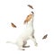 Cute Jack Russel Terrier playing with butterflies on background. Lovely dog