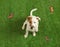 Cute Jack Russel Terrier playing with butterflies on grass, top view. Lovely dog